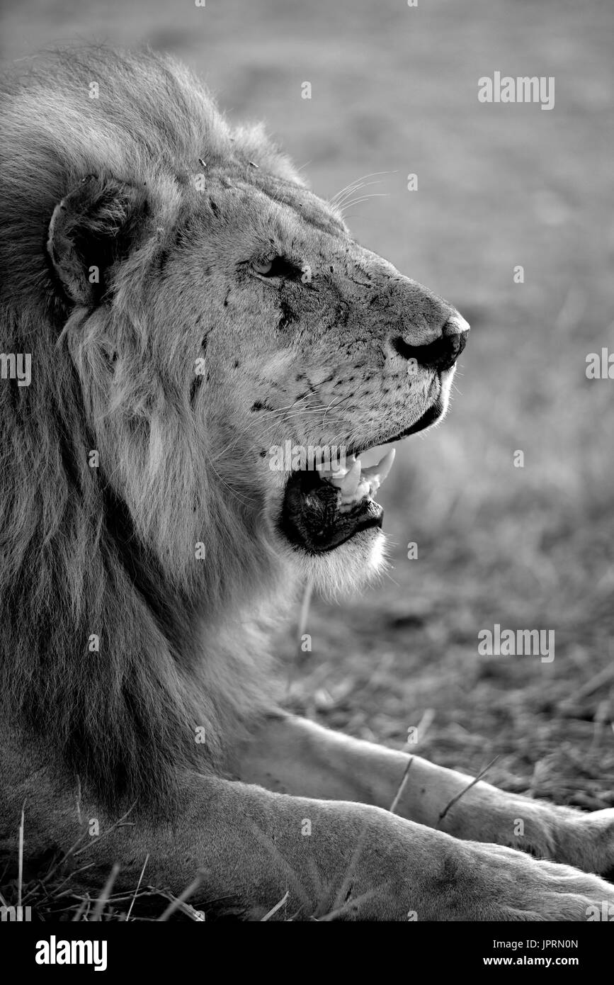 Lion Portrait in the Serengeti National Park Stock Photo - Alamy