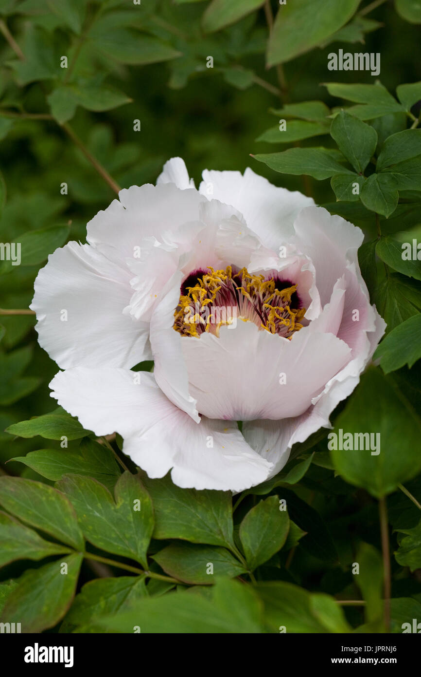 Peony flower with bee hi-res stock photography and images - Alamy