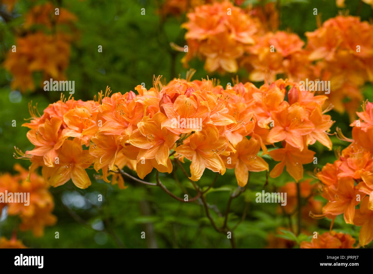 Rhododendron 'Golden Sunset' flowers in late Spring. Stock Photo