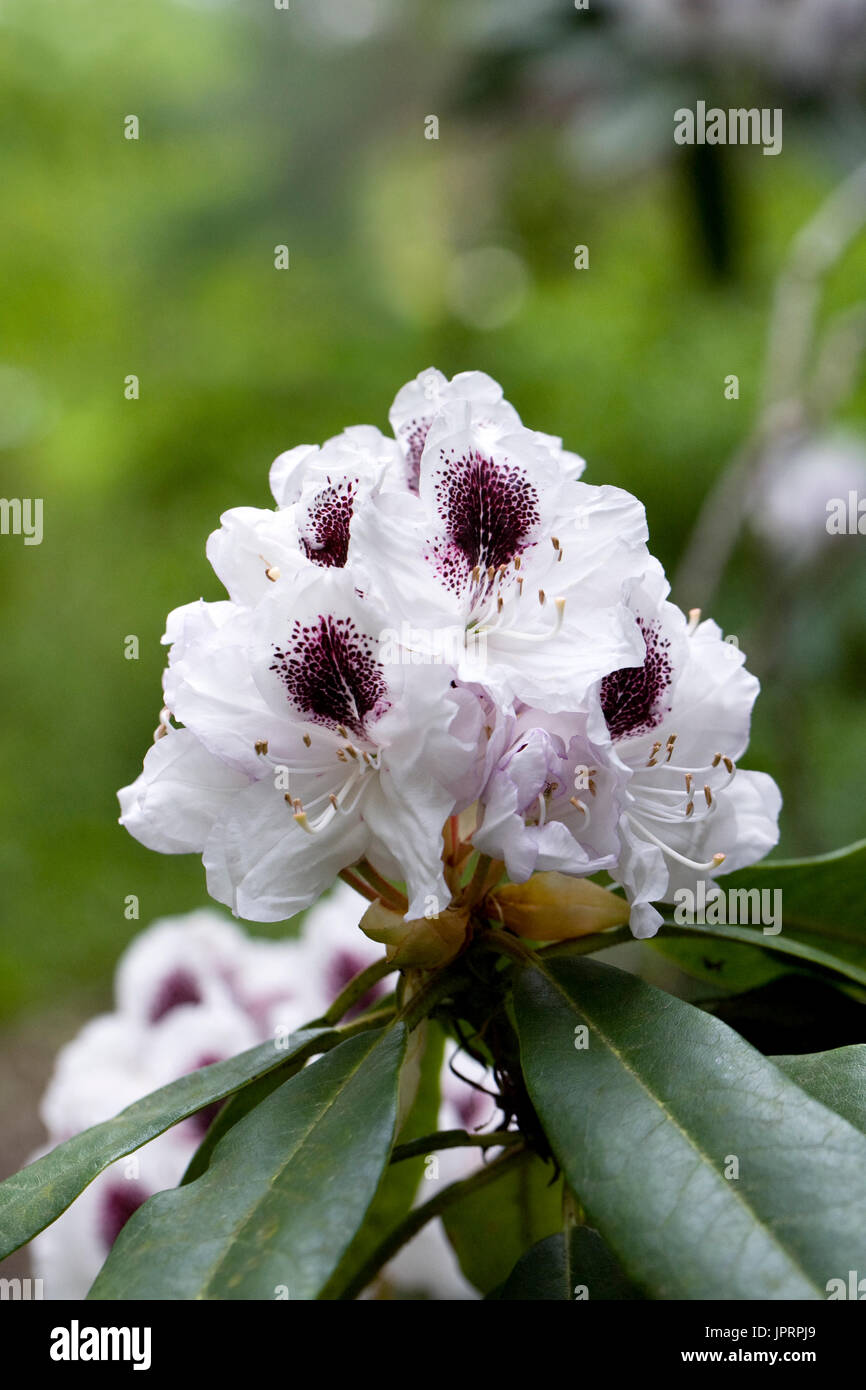 Rhododendron 'Calsap' flowers. Stock Photo