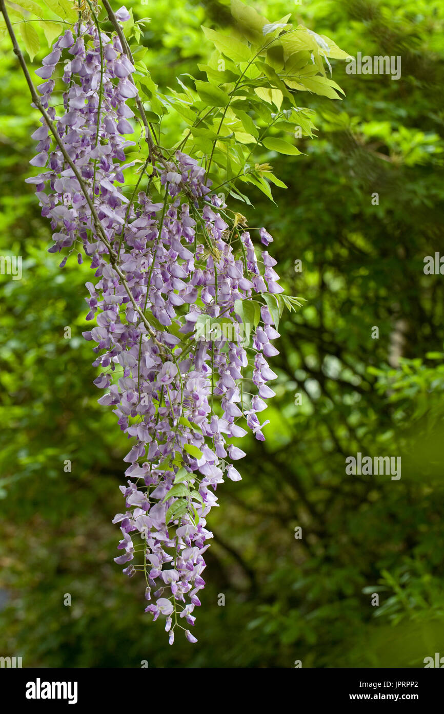 Wisteria vine leaves hires stock photography and images Alamy