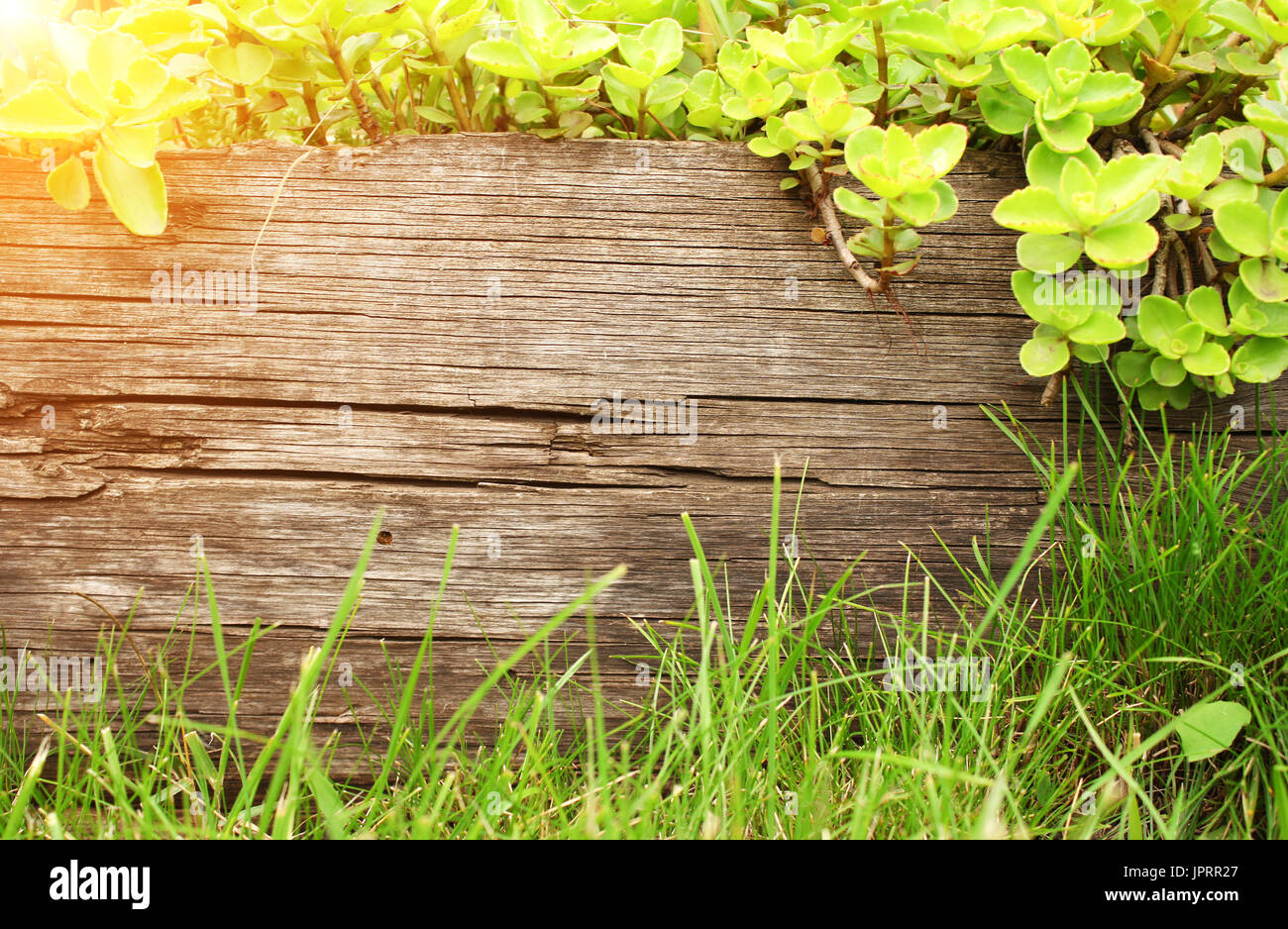 Summer background with old wooden plank, grass and green leaves Stock ...