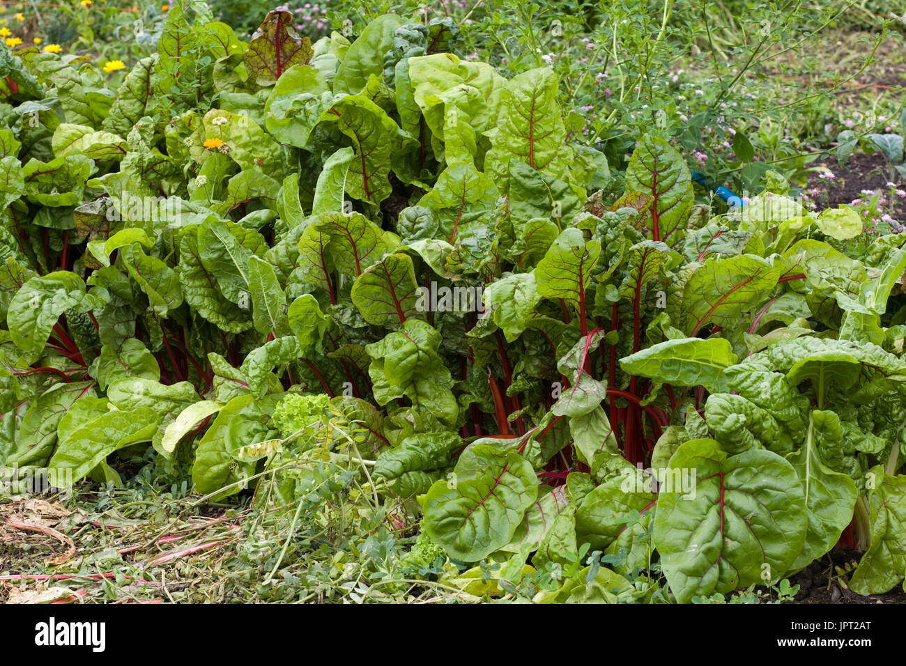 swiss chard growing in a garden Stock Photo - Alamy