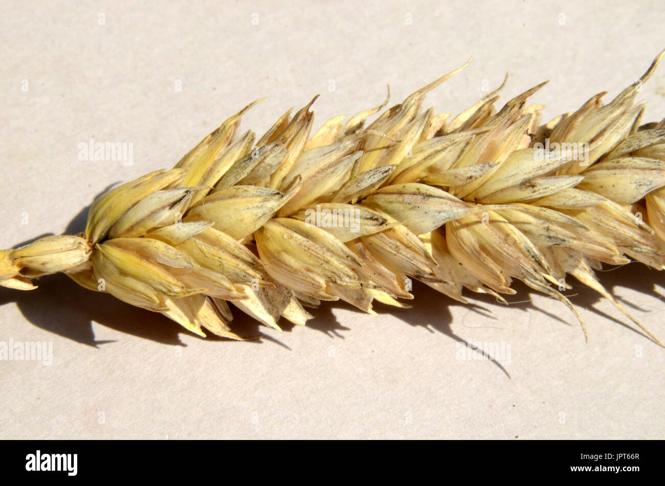 Wheat husks hires stock photography and images Alamy
