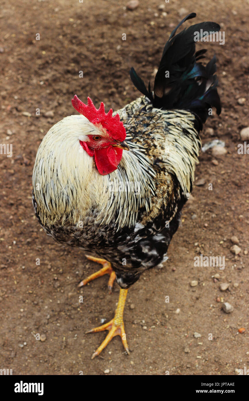 colored rooster on the farm alone is worth Stock Photo Alamy