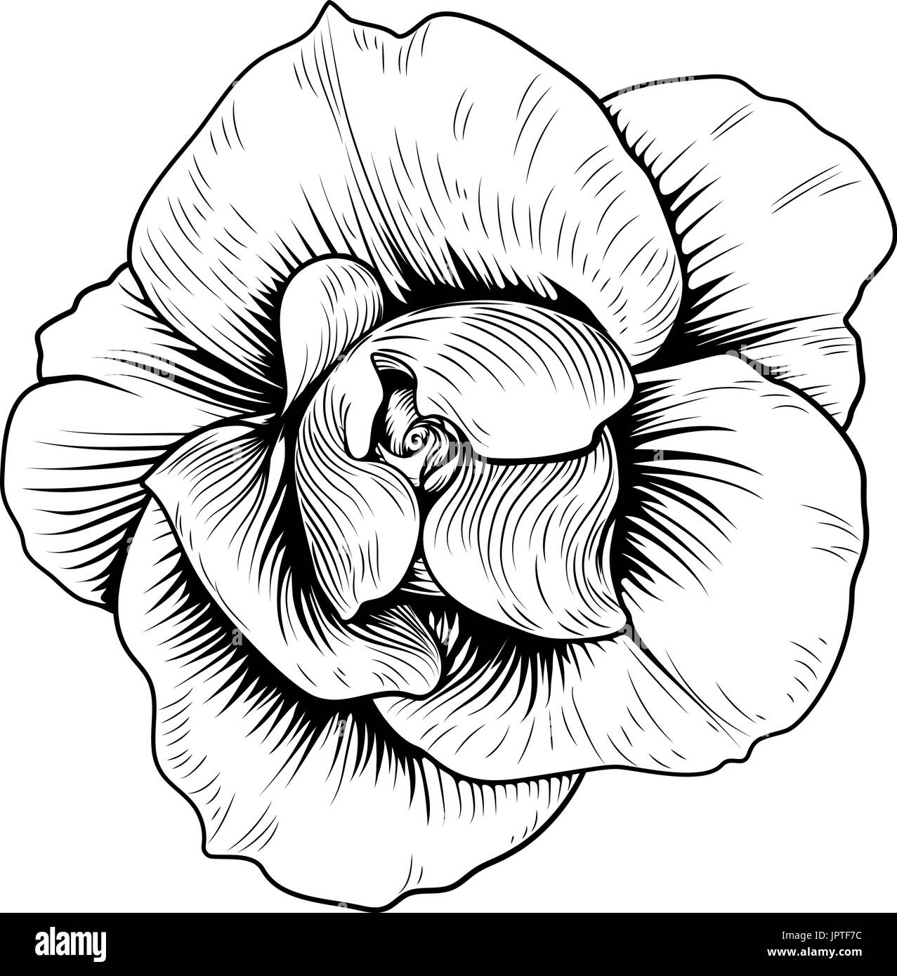 Rose Flower Engraved Vintage Woodcut Etching Stock Vector