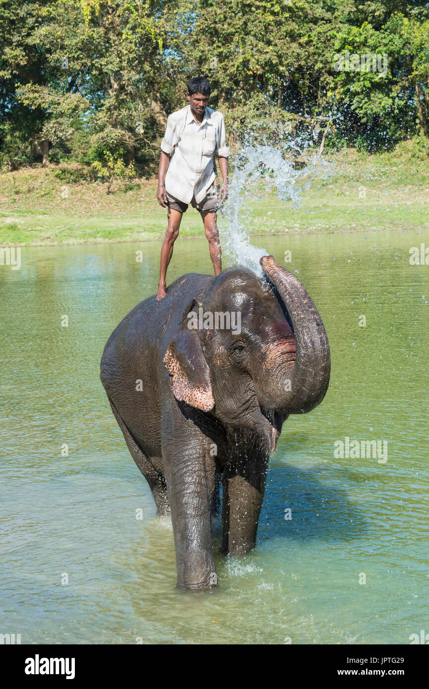 Mahout standing on the back of his Indian elephant (Elephas maximus indicus) and taking a bath in the river, Kaziranga National Park, Assam, India Stock Photo