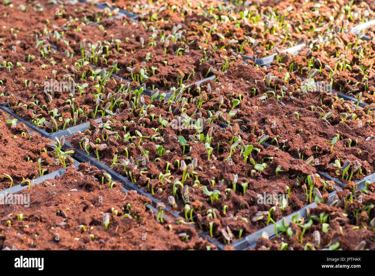 Sunflower seeds sprout in organic farm Stock Photo Alamy