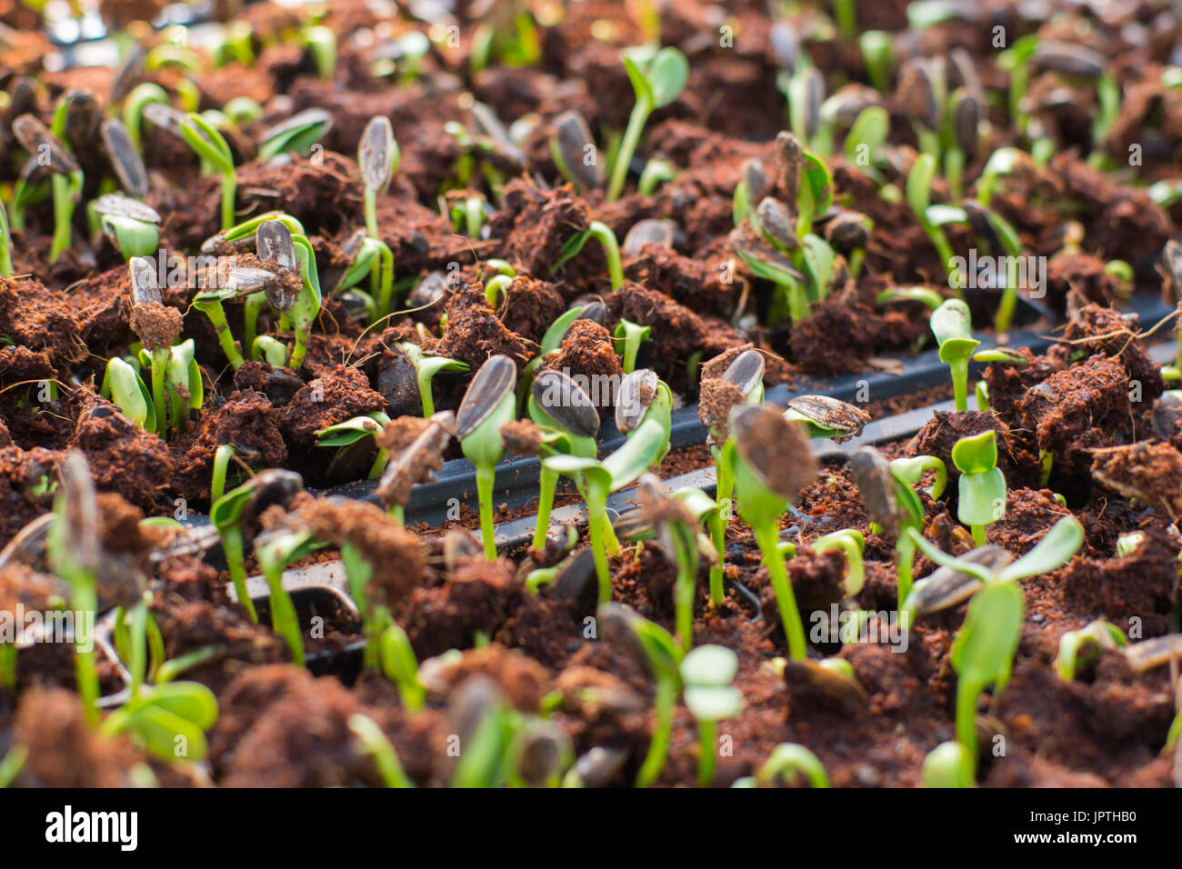 Sunflower seeds sprout in organic farm Stock Photo Alamy