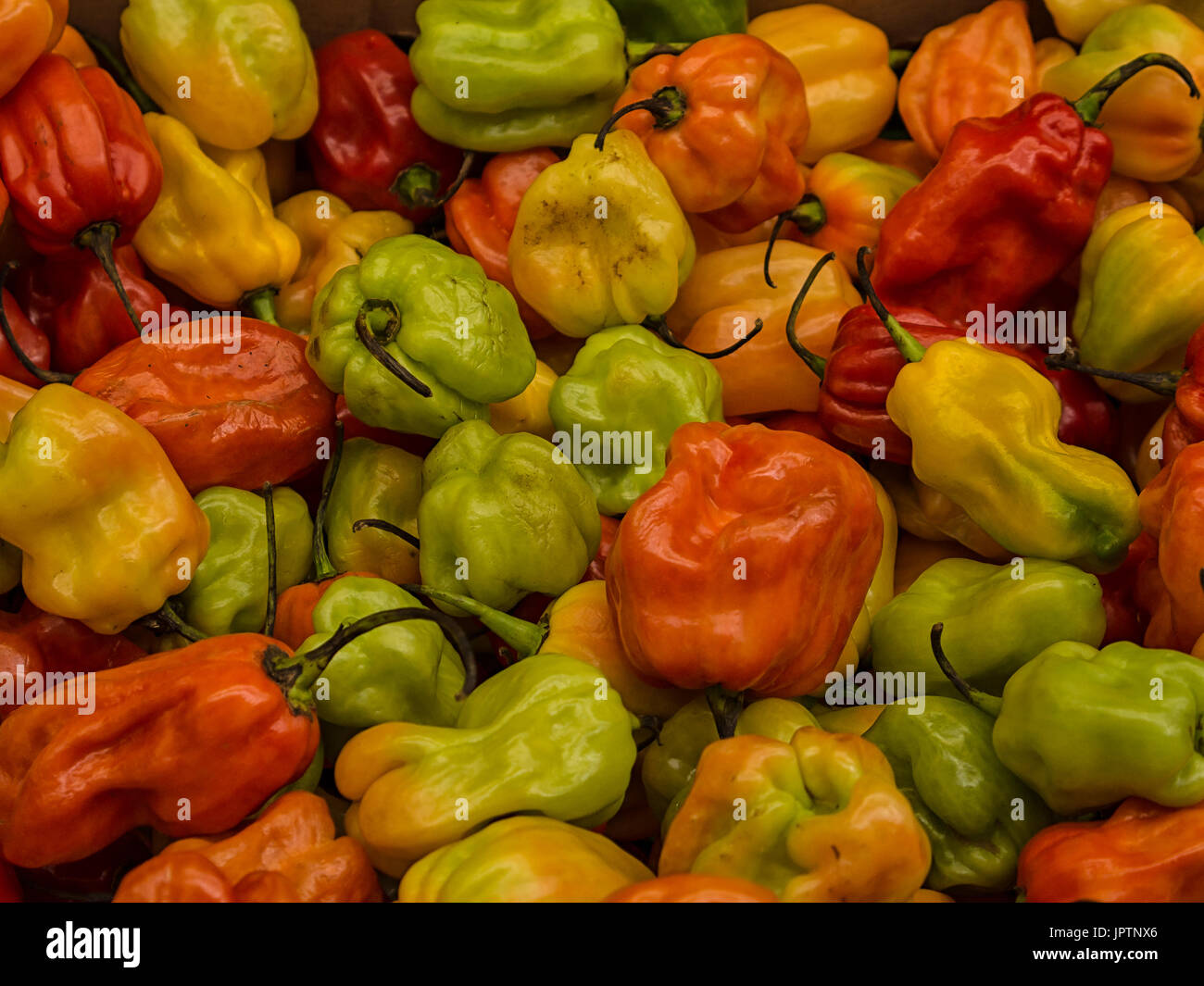 Display of Habanero peppers on a stall at a Farmer's Market Stock Photo