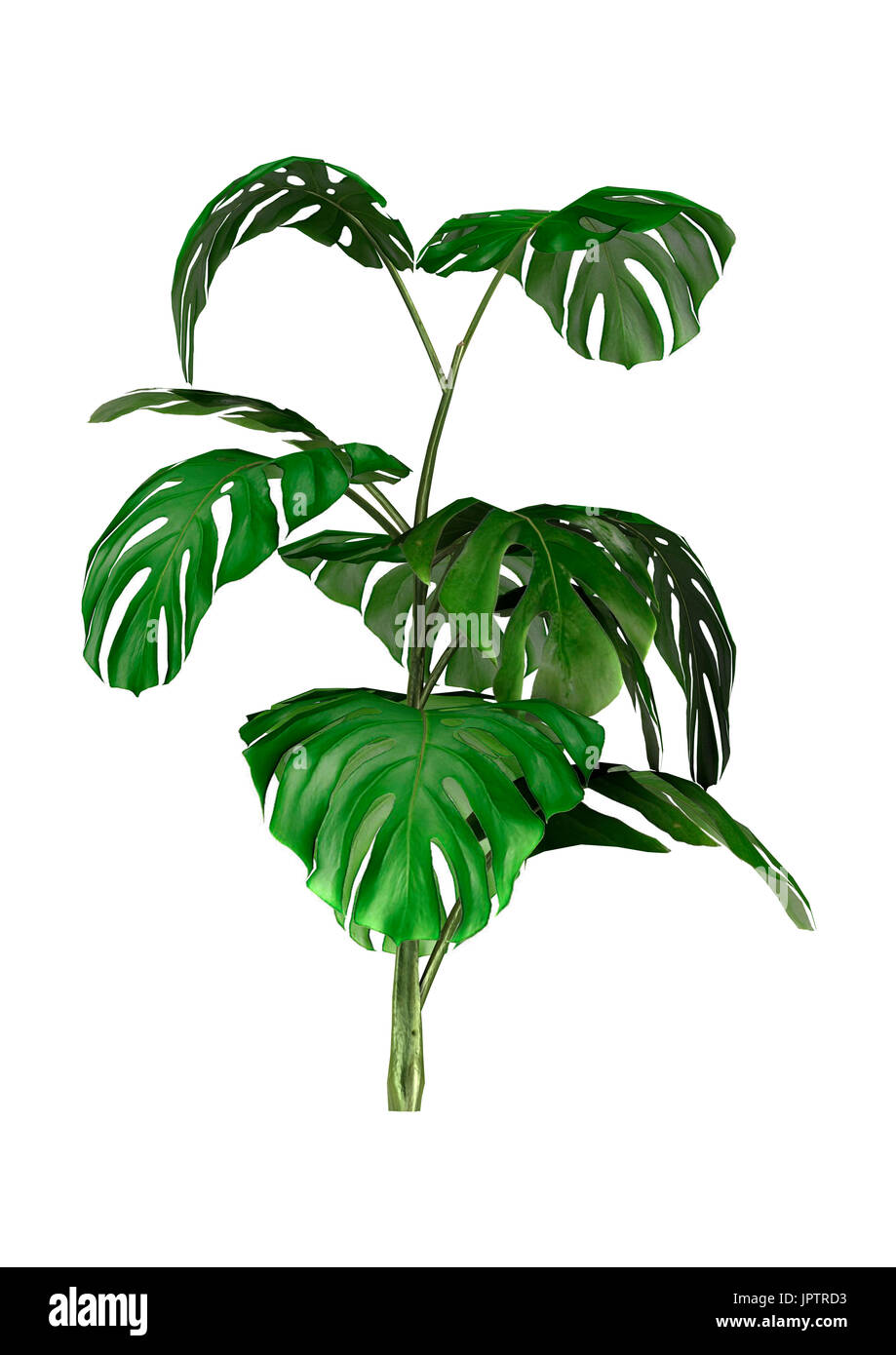 3D rendering of a monstera plant isolated on white background Stock Photo -  Alamy