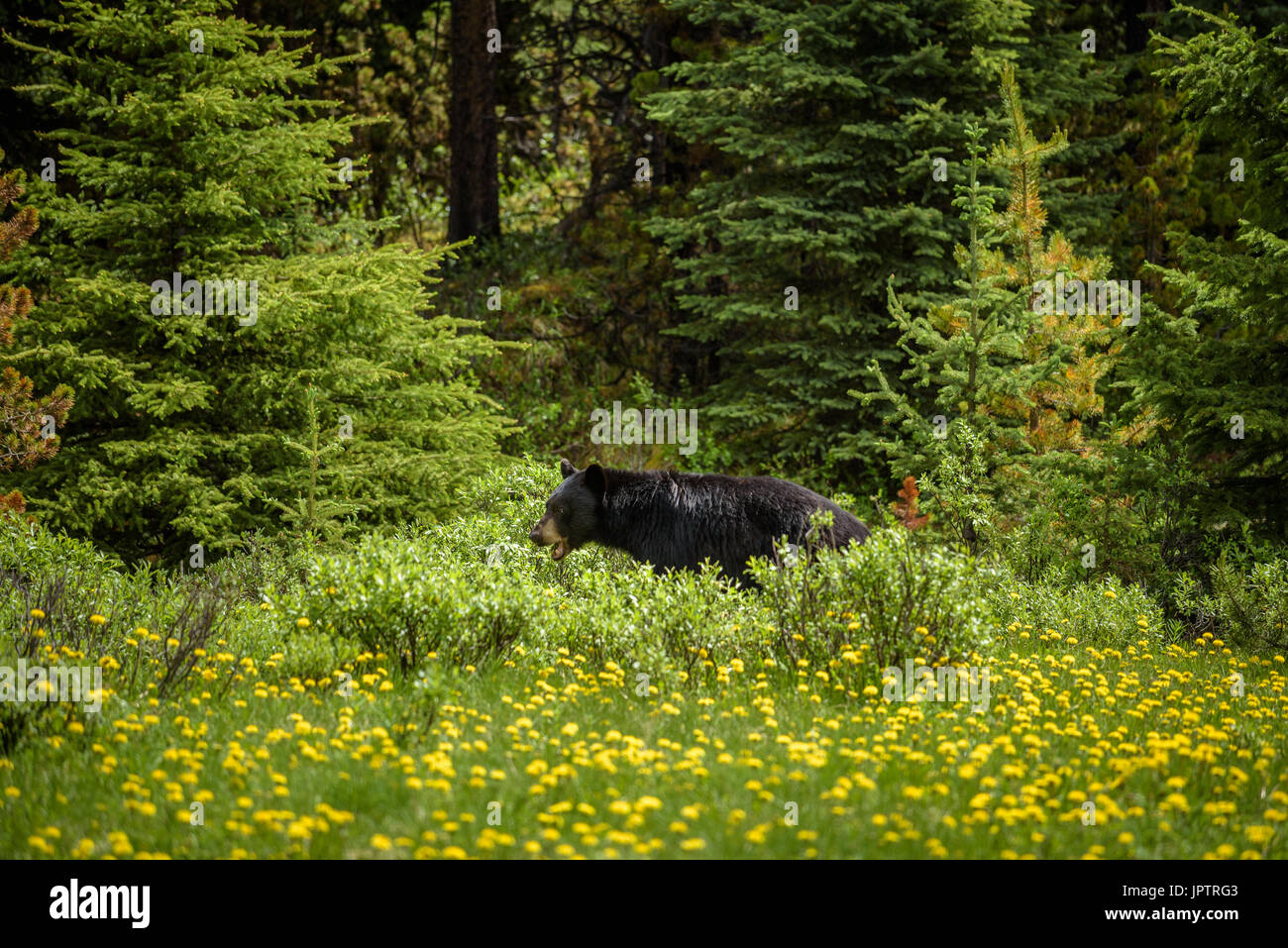 Wild Black Bear feeds in forests of Banff and Jasper National Park, Canada situated in canadian Rocky Mountains Stock Photo
