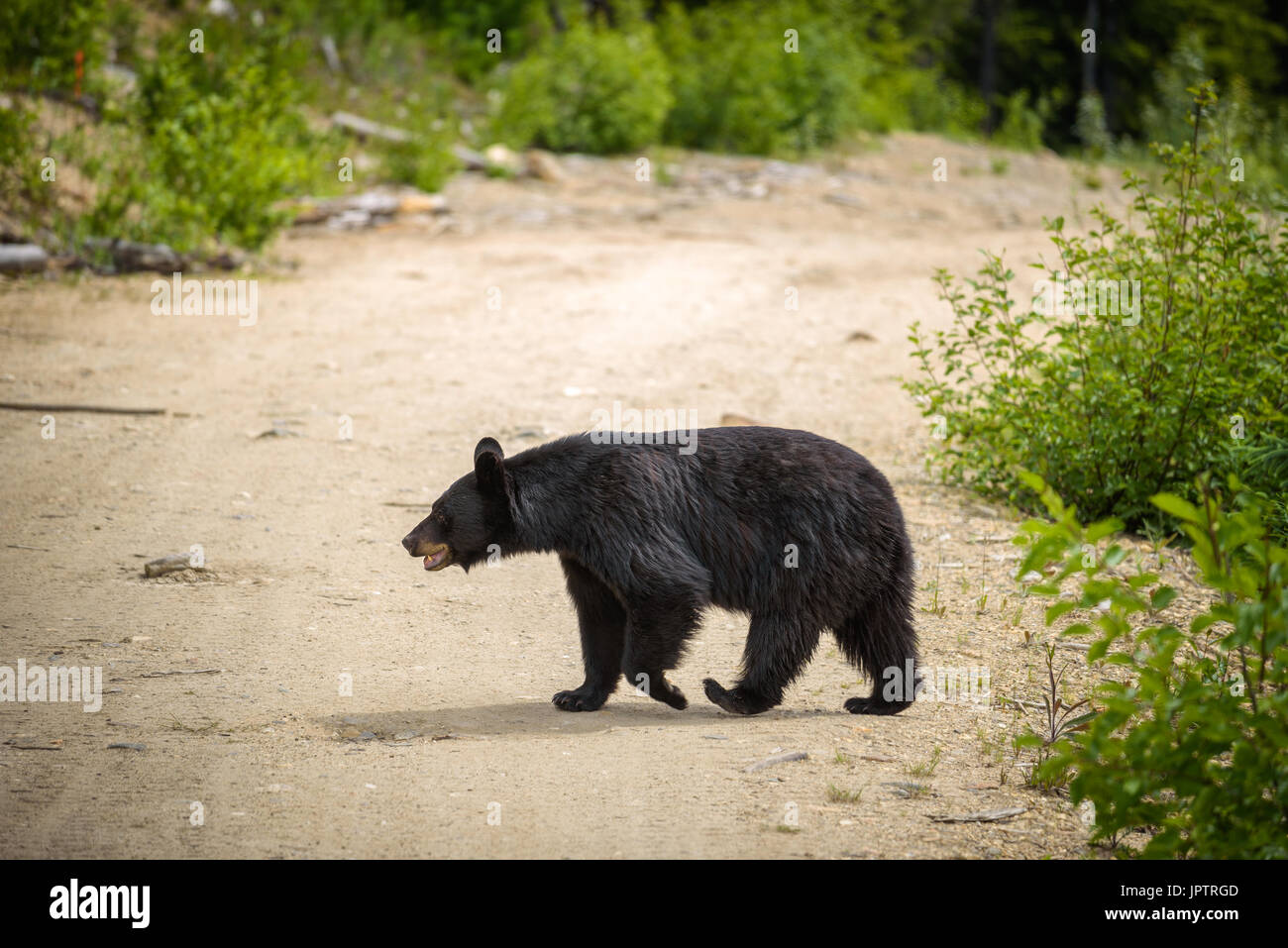 Wild Black Bear crossing a road in forests of Banff and Jasper National Park, Canada situated in canadian Rocky Mountains Stock Photo