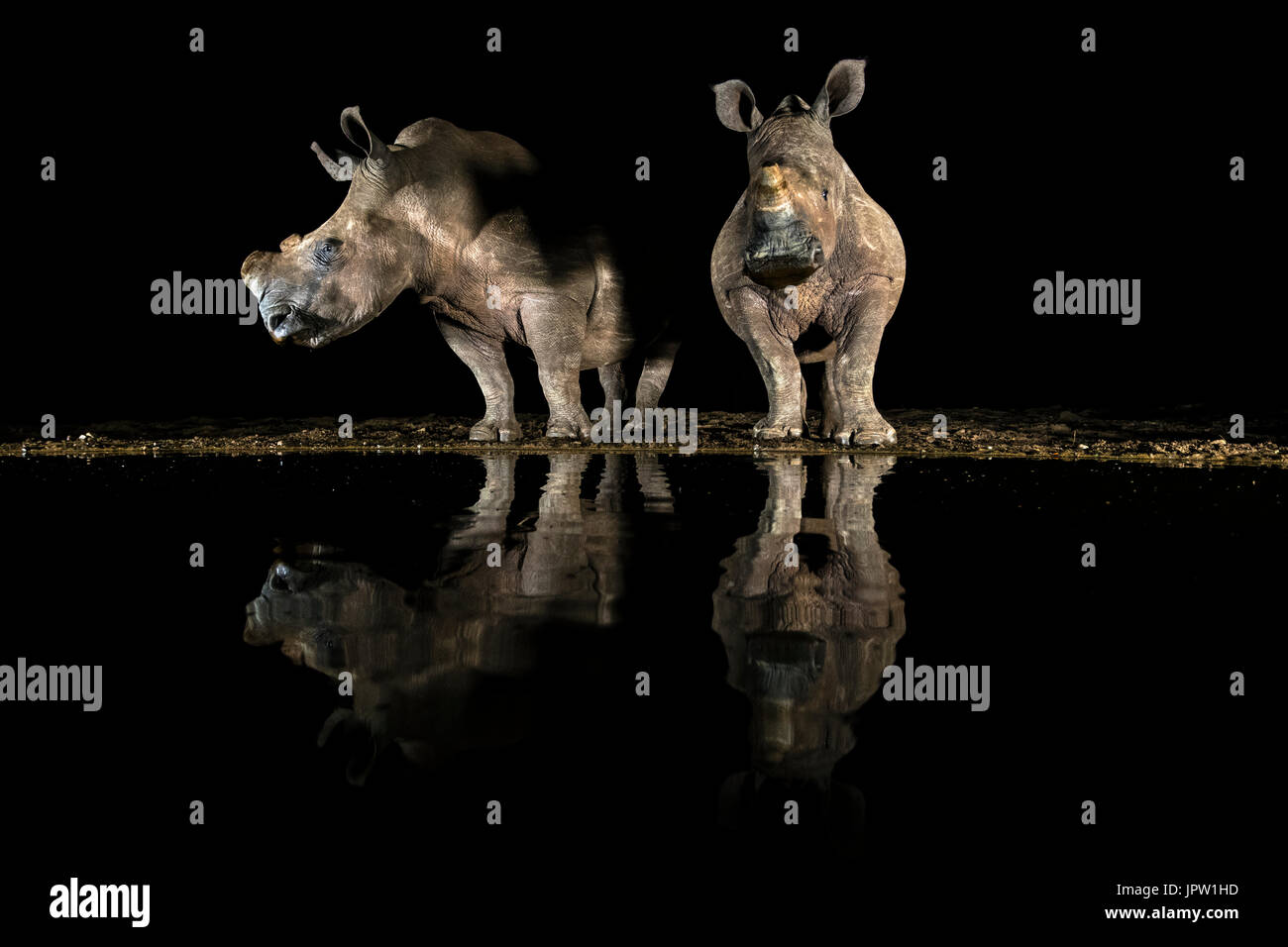 White rhino (Ceratotherium simum) drinking at night, KwaZulu-Natal, South Africa, May 2017 Stock Photo