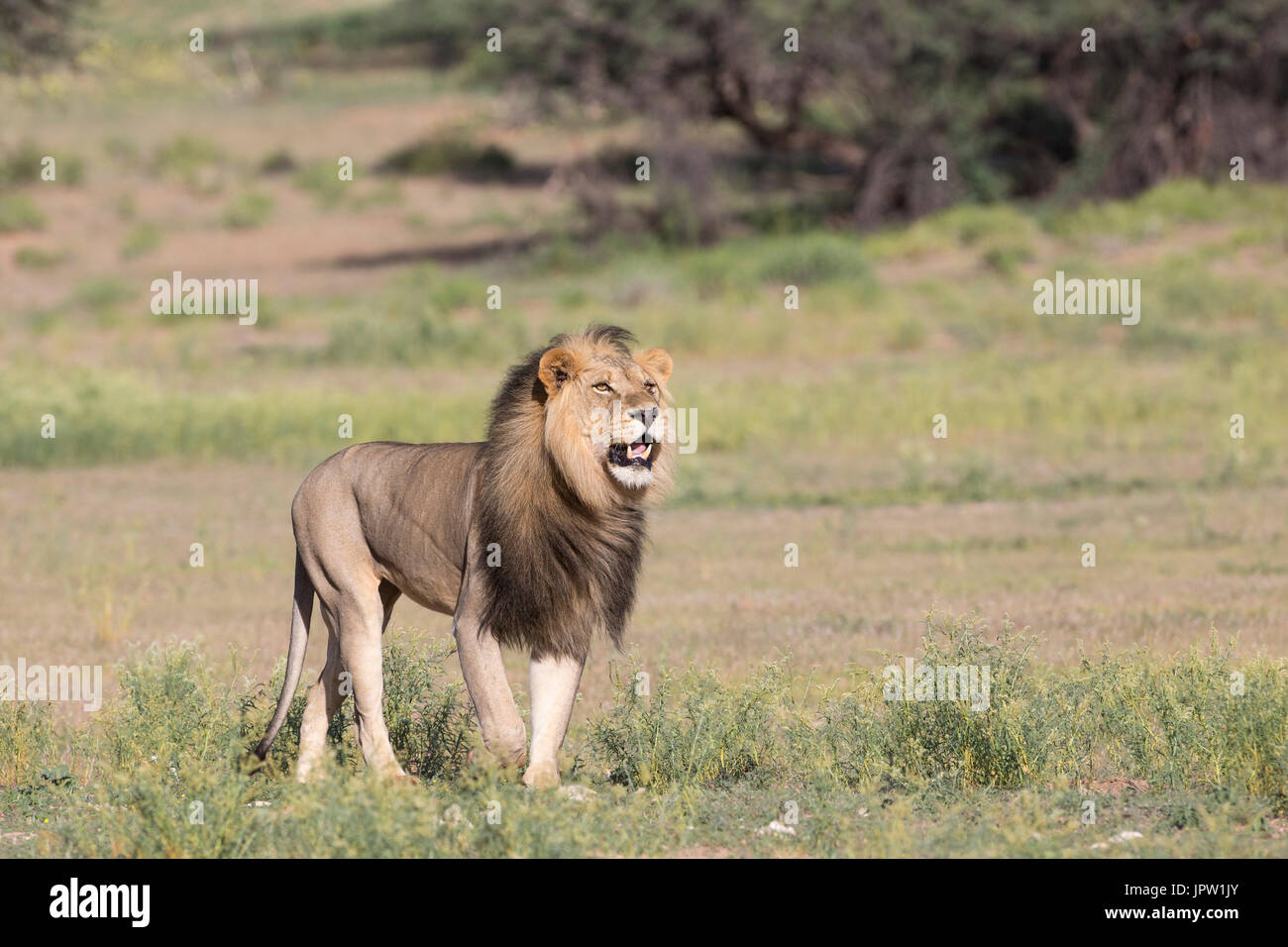 2017 African Lion High Resolution Stock Photography and Images - Alamy