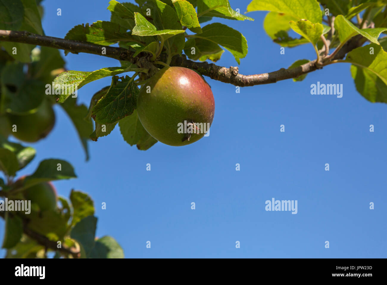 Heritage Fruit Tree High Resolution Stock Photography and Images Alamy