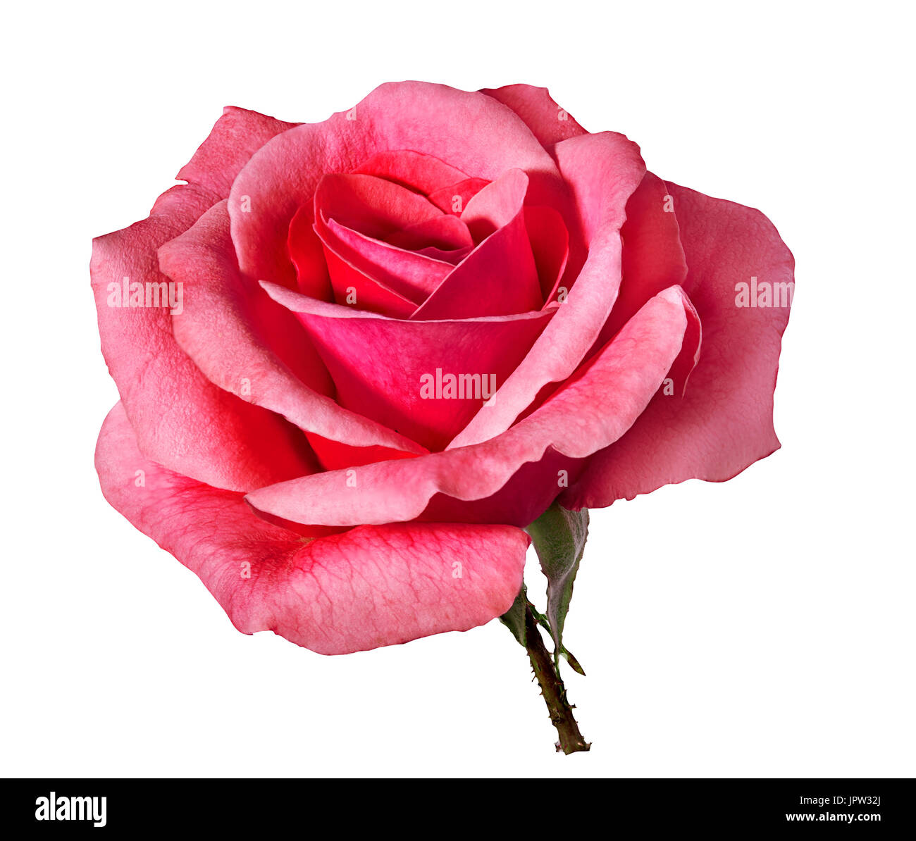 rose isolated on white background Stock Photo - Alamy