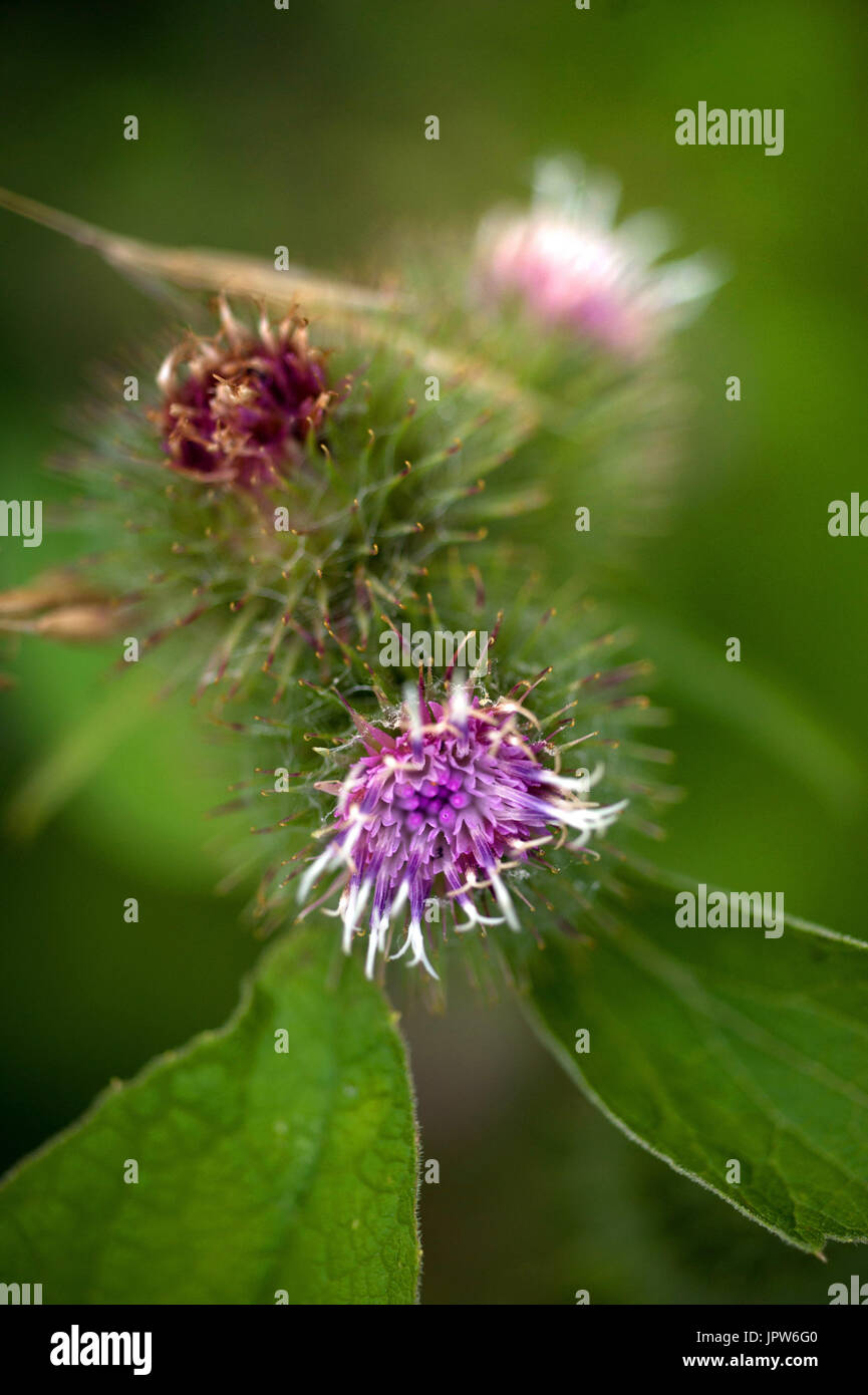 Plants of The Tyne Valley - Common Burdock / Arctium minus Stock Photo