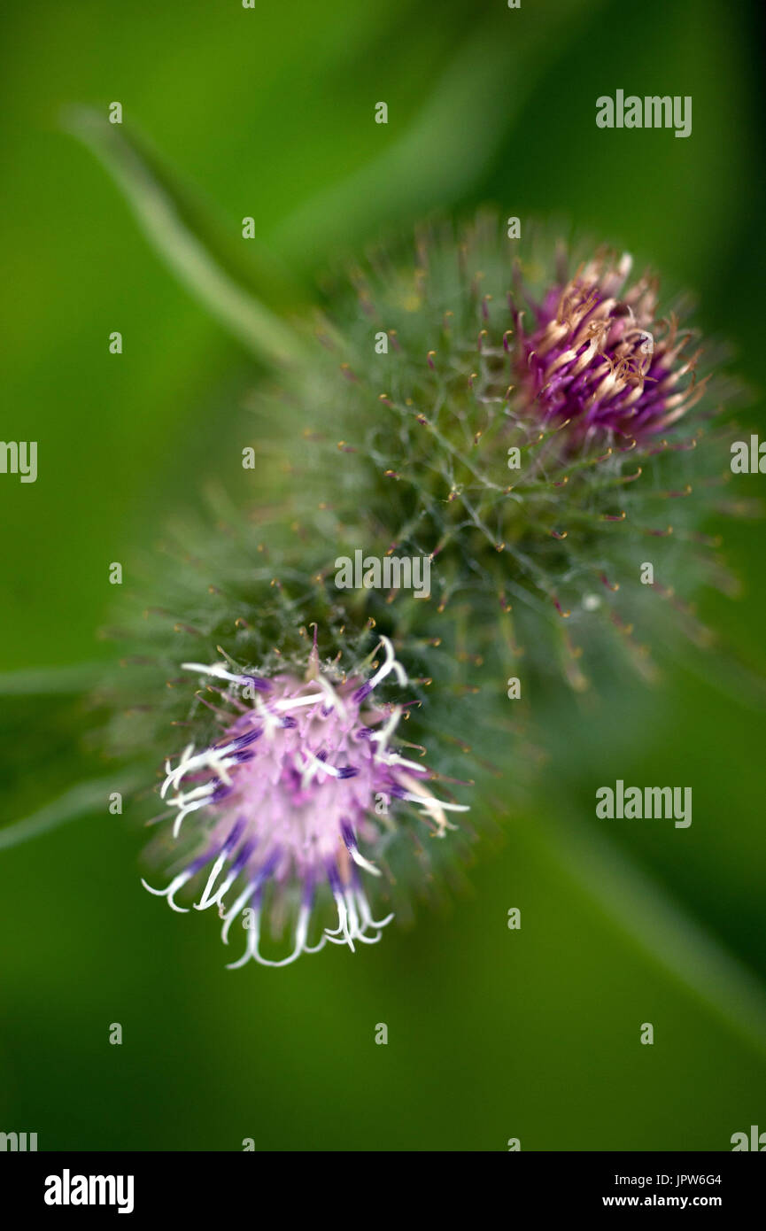 Plants of The Tyne Valley - Common Burdock / Arctium minus Stock Photo