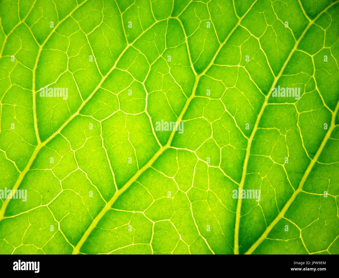 Green grass macro sun shines hi-res stock photography and images - Alamy