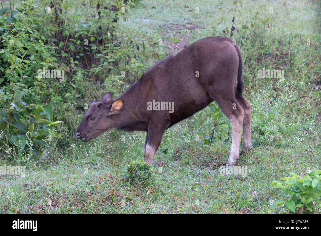 Indian gaur Stock Photo