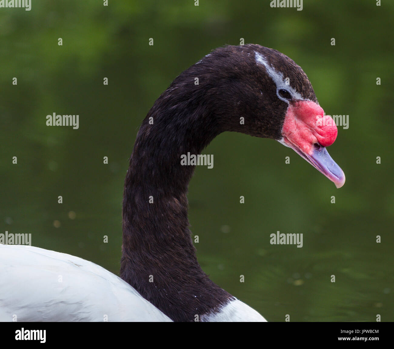 Black necked swan at Slimbridge Stock Photo