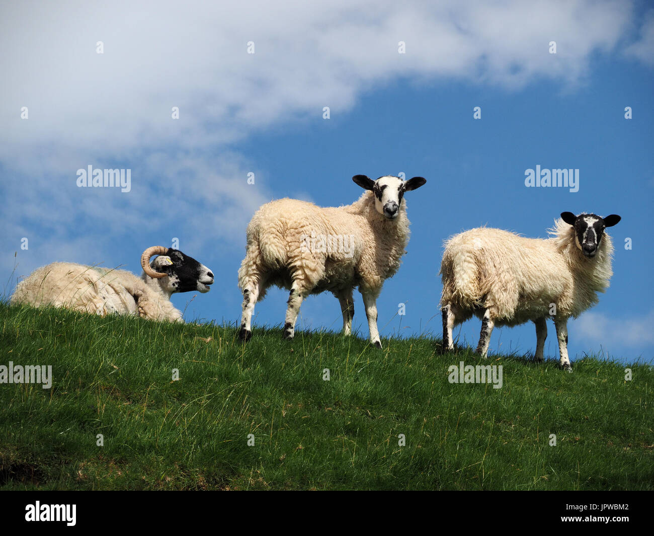 horned ewe sheep lying on brow of hill alongside two standing fat lambs on skyline in meadow in Cumbria, England,UK Stock Photo