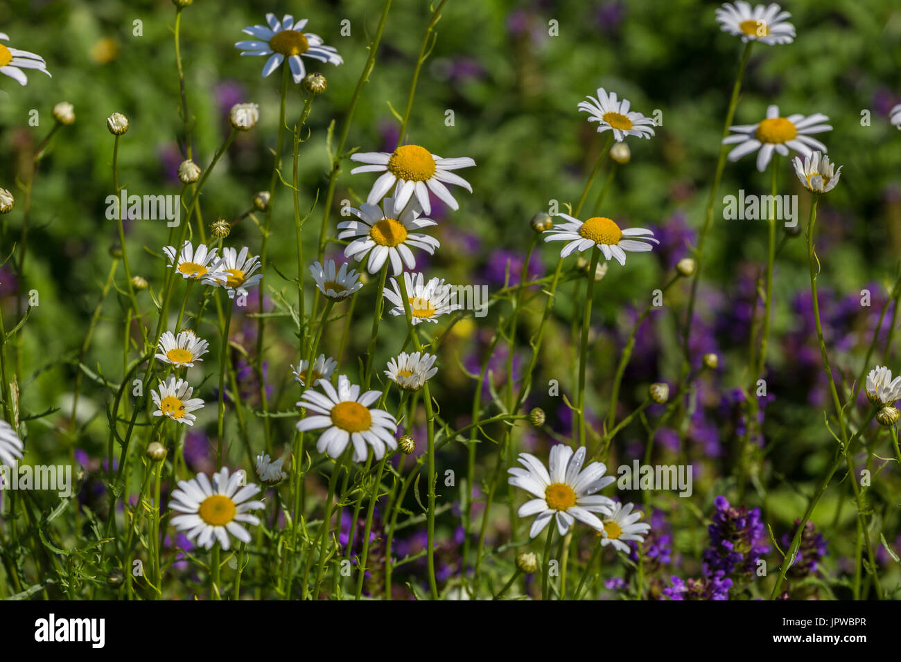Wild flower meadow at Slimbridge Stock Photo