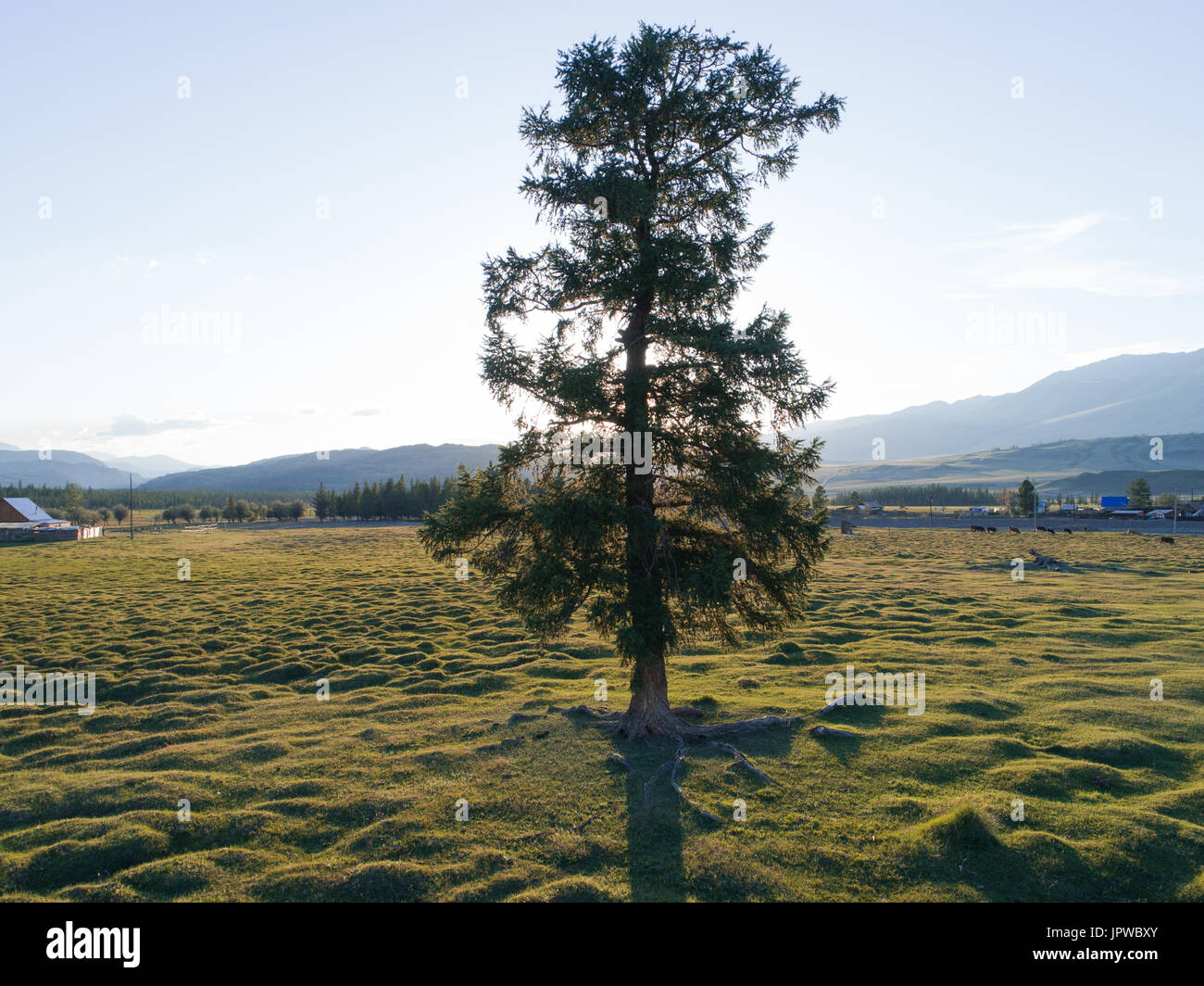Oak tree in the middle of a field hi-res stock photography and images ...