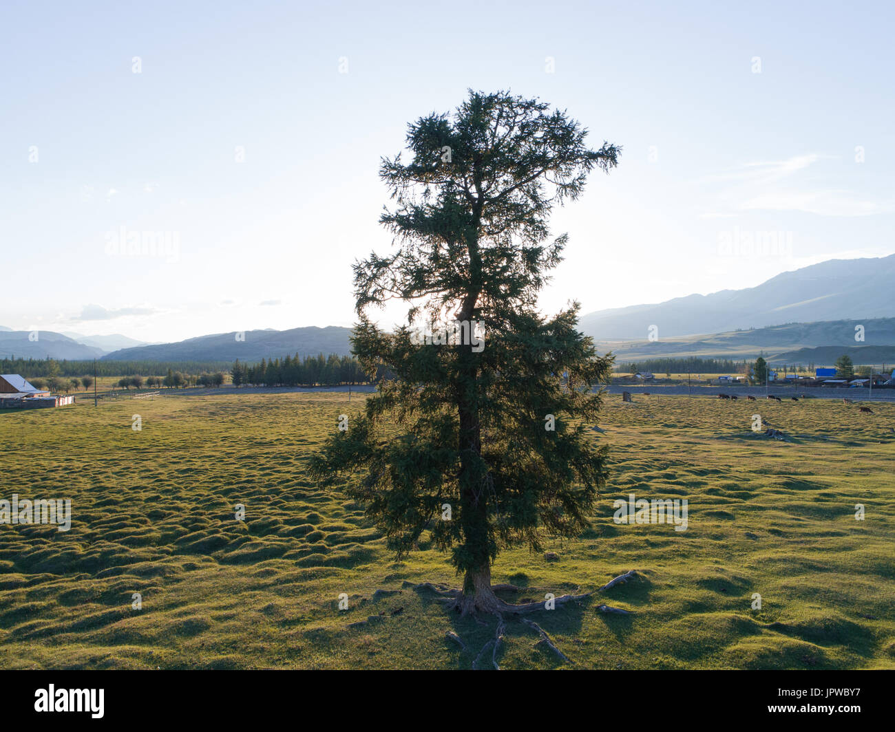 Big old oak tree in the middle of a green field Stock Photo - Alamy