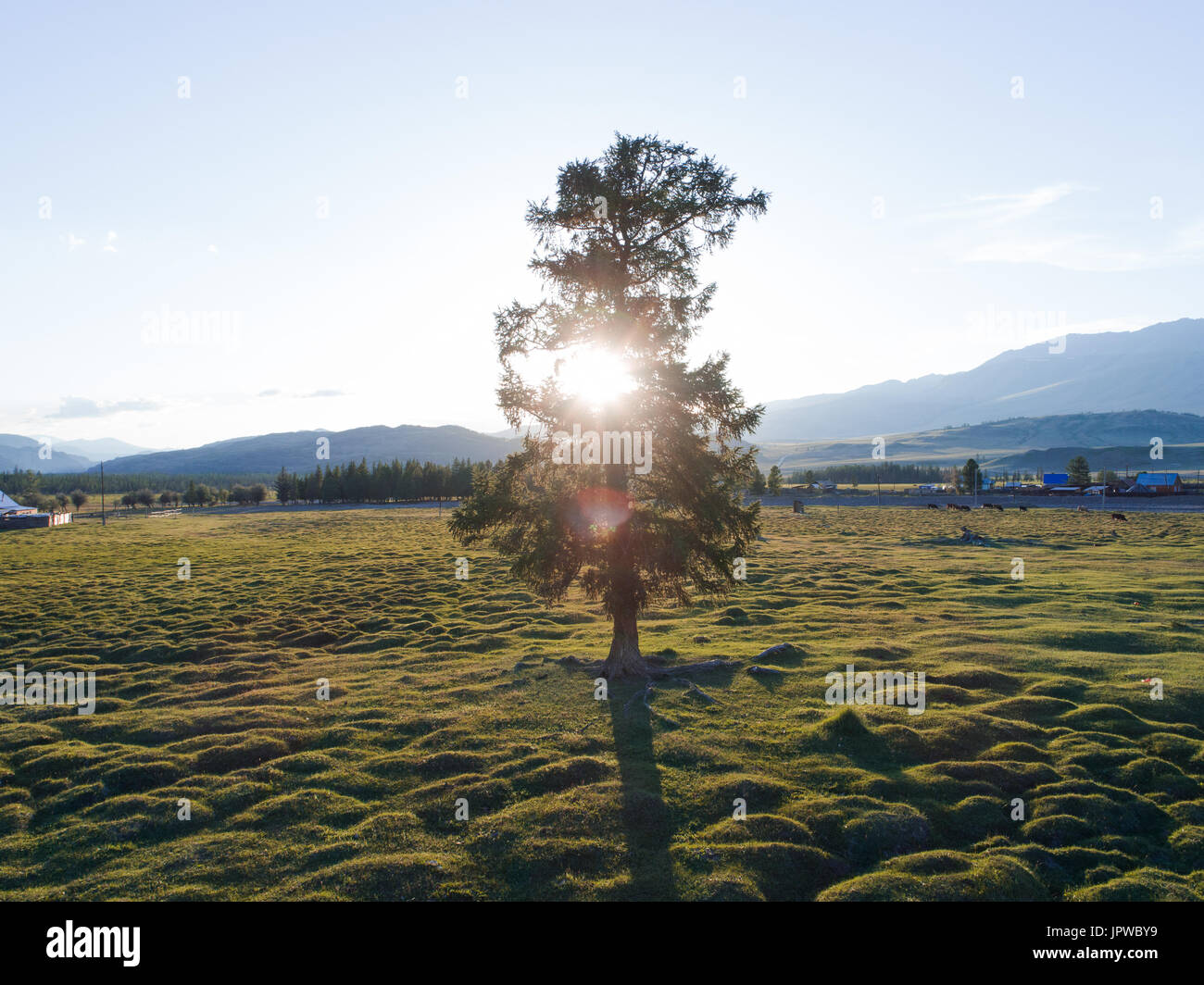 Big old oak tree hi-res stock photography and images - Alamy