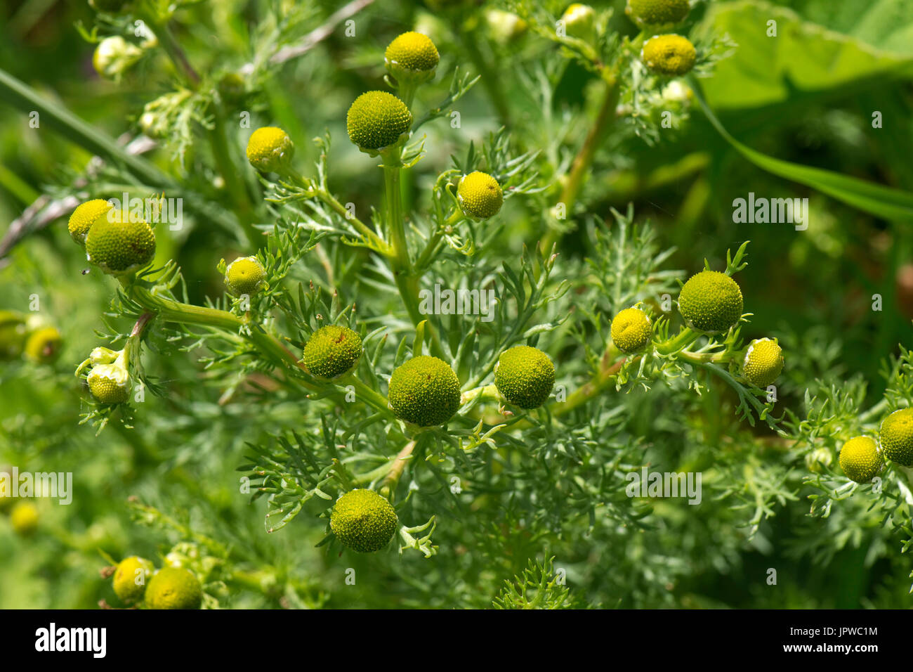Pineappleweed or wild chamomile, Maricaria discoidea, rayless flowers and leaves, Berkshire, June Stock Photo