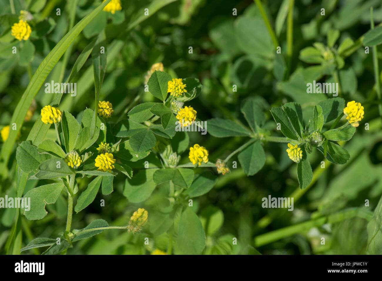 Yellow flowering lesser trefoil, Trifolium dubium, representative plant for Irish Shamrock, Berkshire, June Stock Photo