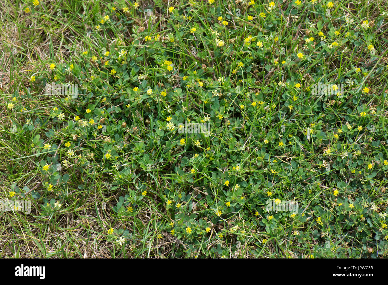 Yellow flowering lesser trefoil, Trifolium dubium, spreading prostrate plant in grass lawn, Berkshire, June Stock Photo