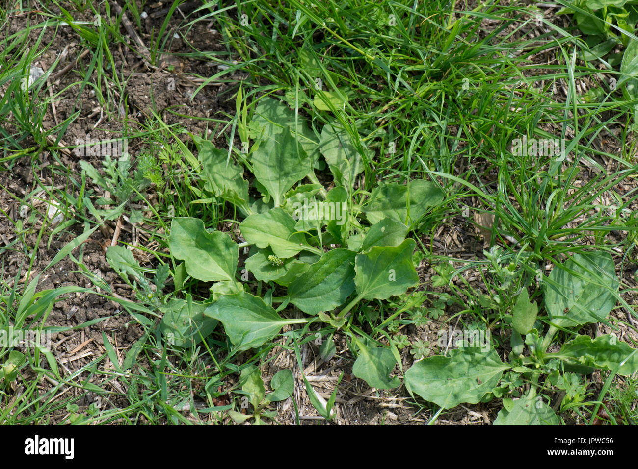Mixed broad-leaved weeds including plantains, cranesbill, groundsel, mayweed and others germinating in a new grass ley. Stock Photo