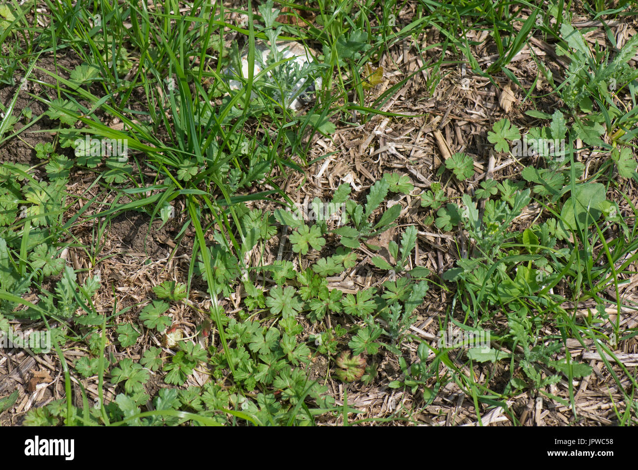 Mixed broad-leaved weeds including plantains, cranesbill, groundsel, mayweed and others germinating in a new grass ley. Stock Photo