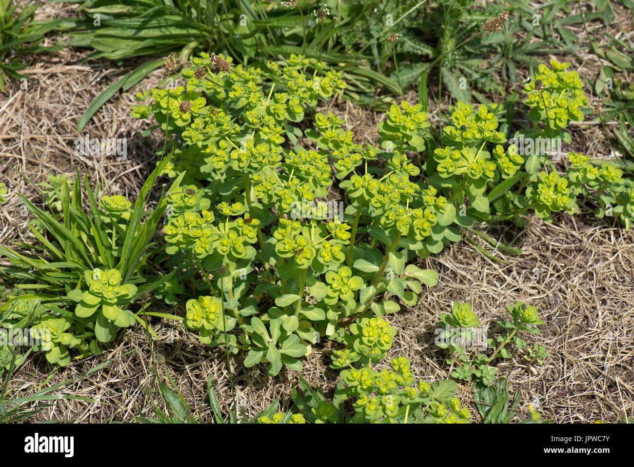 Sun spurge, Euphorbia helioscopia, annual arable plant flowering in waste arable ground, Berkshire, July Stock Photo