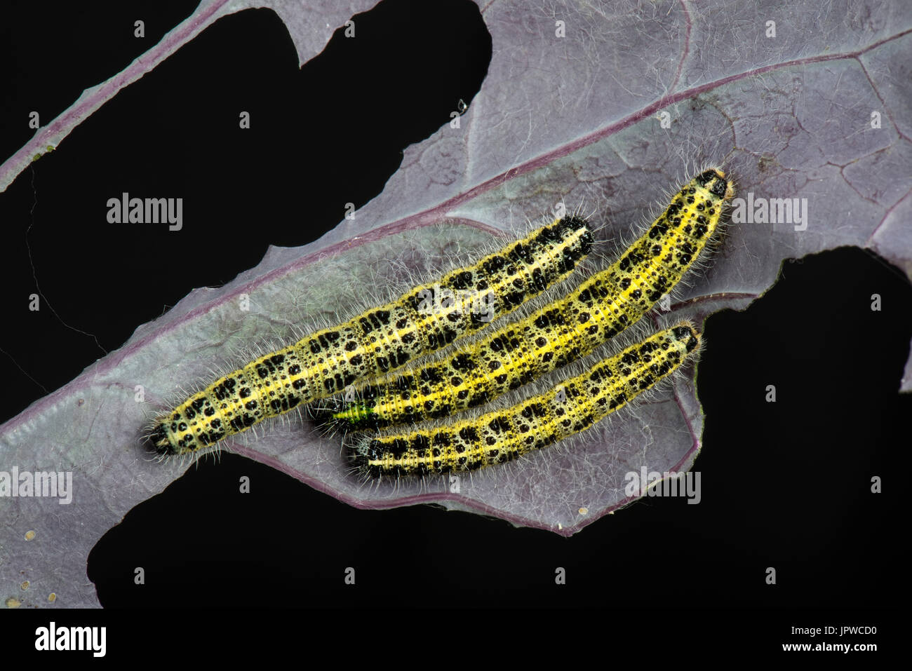 Cabbage white butterfly, Pieris brassicae, caterpillars, final instar, feeding on the leaves of a purple variety of brussel sprouts Stock Photo