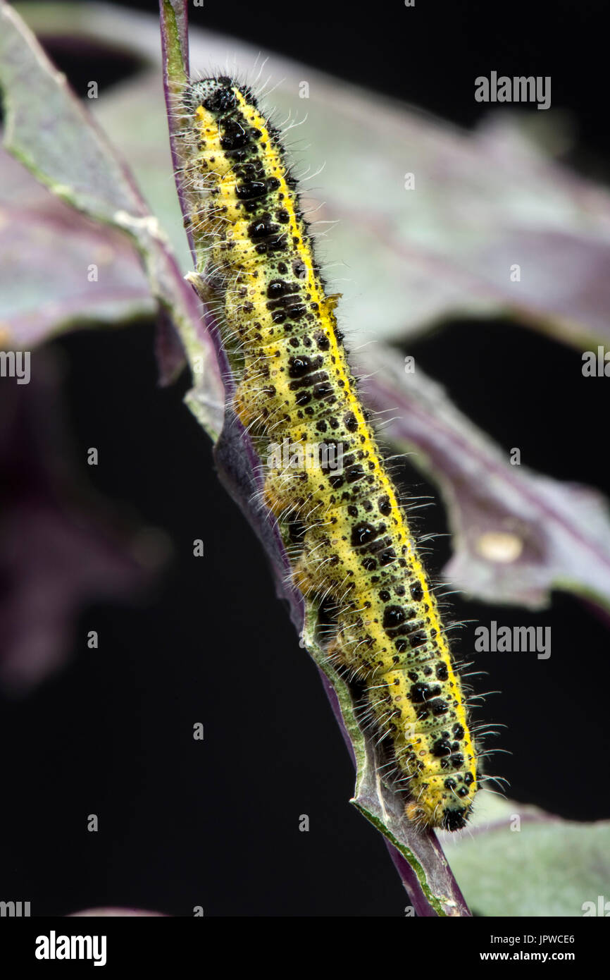 Yellow and black caterpillars hires stock photography and images Alamy