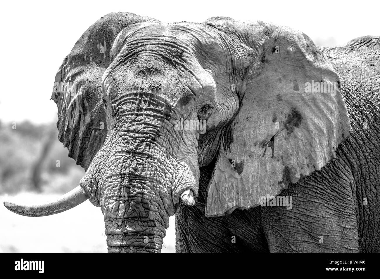 African bull elephant - Botswana Stock Photo