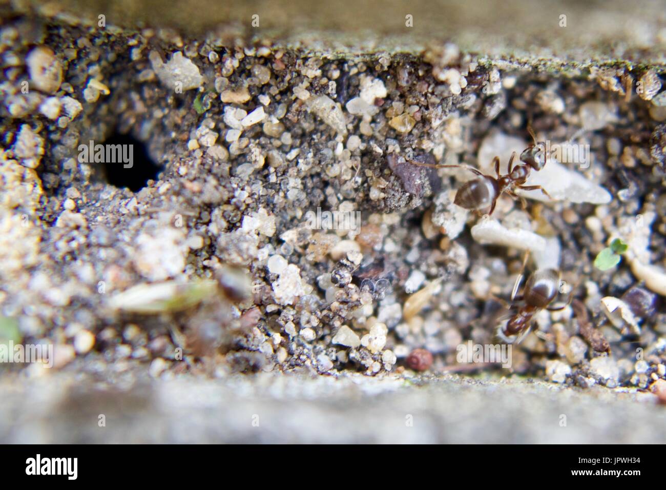 Two small brown ants in natural tunnel. Wild animals macro photography ...