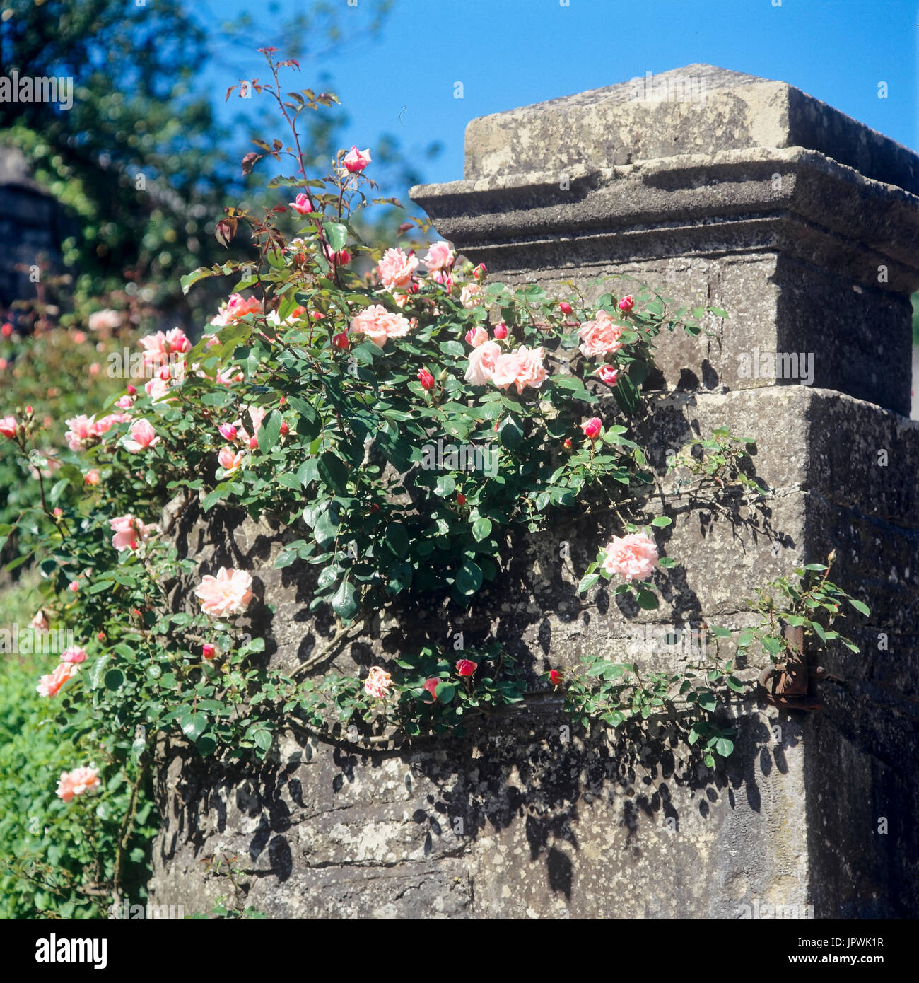Flowers on stone wall Stock Photo