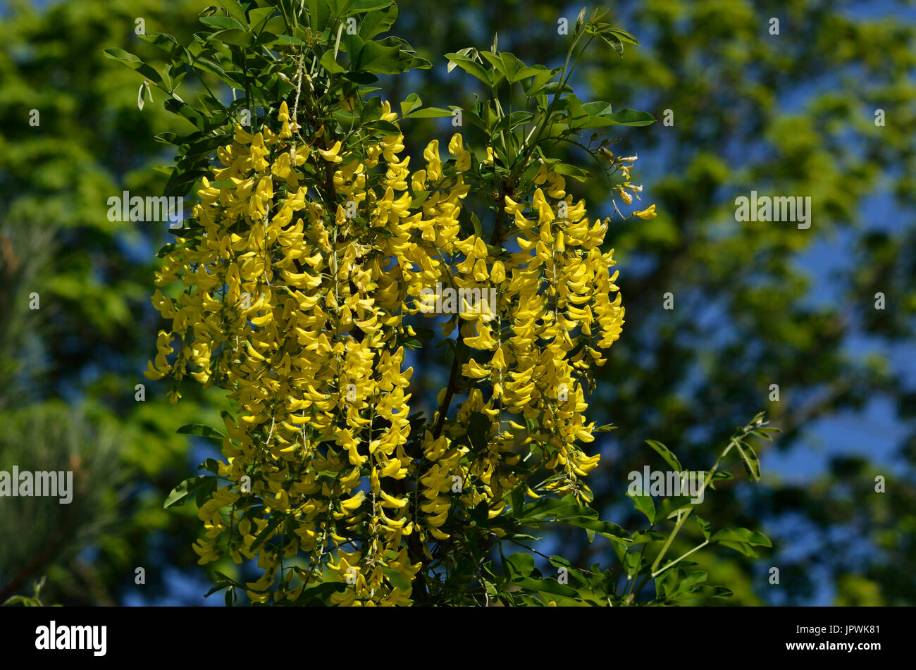 Golden chain tree in bloom in a garden Stock Photo Alamy