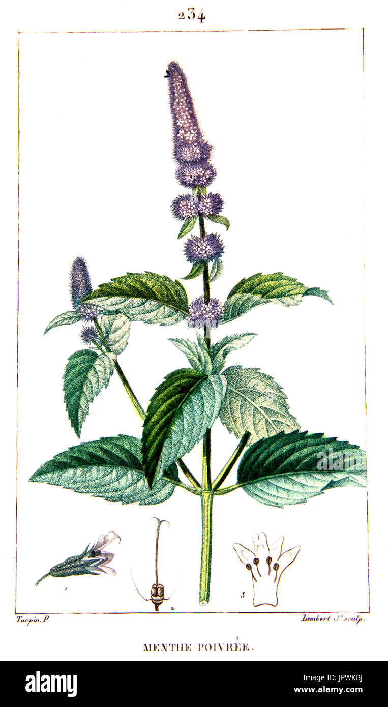 Botanical drawing of peppermint Stock Photo Alamy