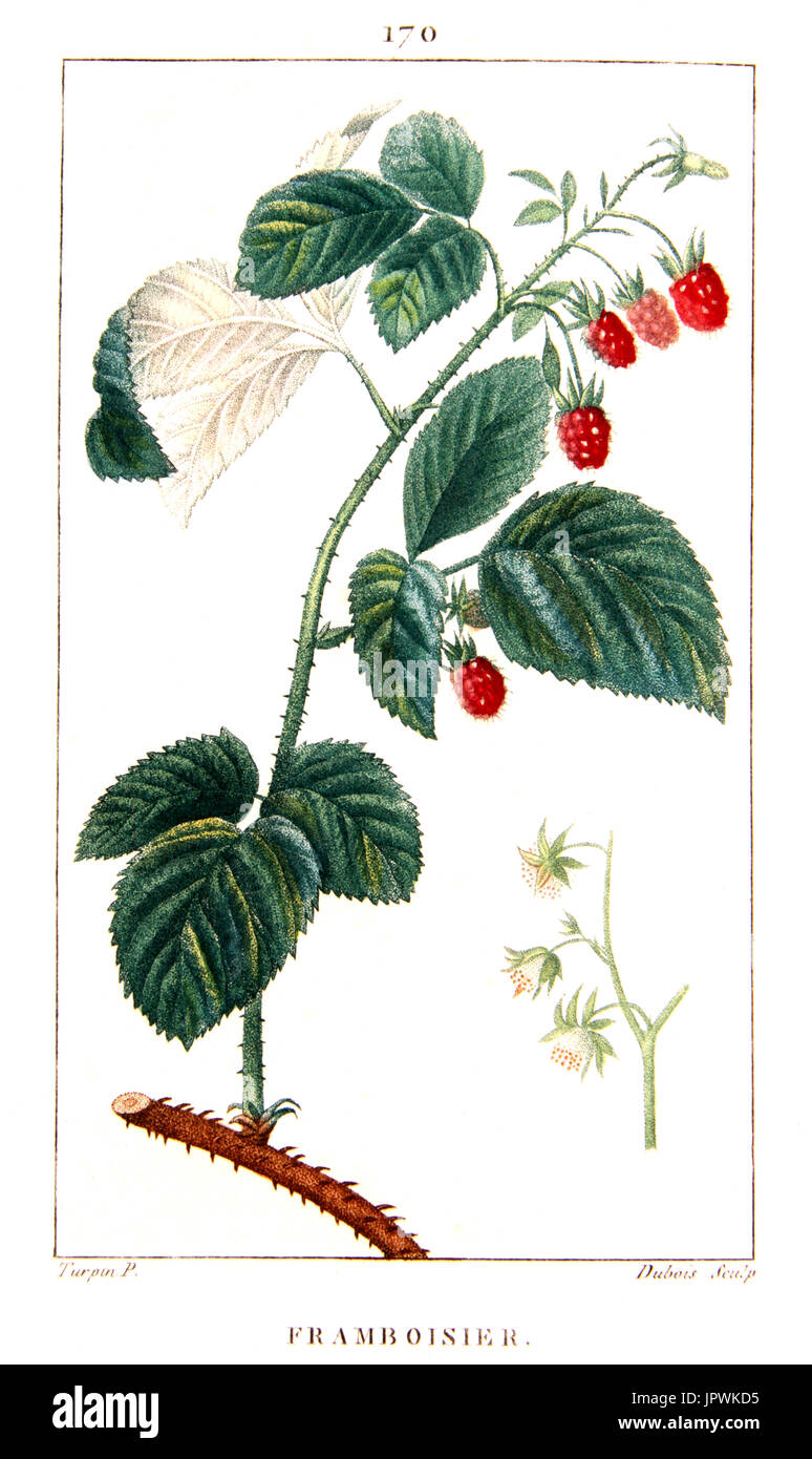 Botanical drawing of raspberry Stock Photo