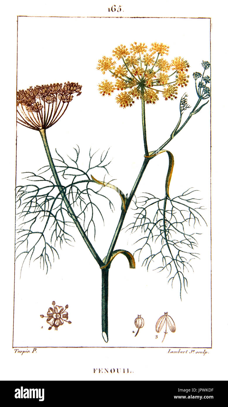 Foeniculum vulgare fennel illustration hires stock photography and