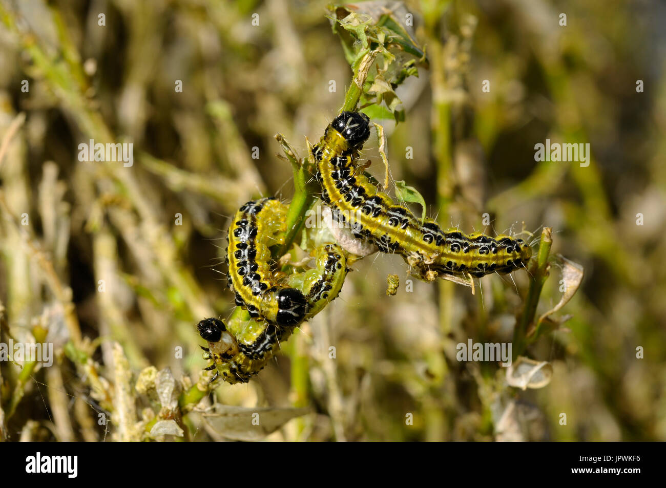 The box tree caterpillar hi-res stock photography and images - Alamy