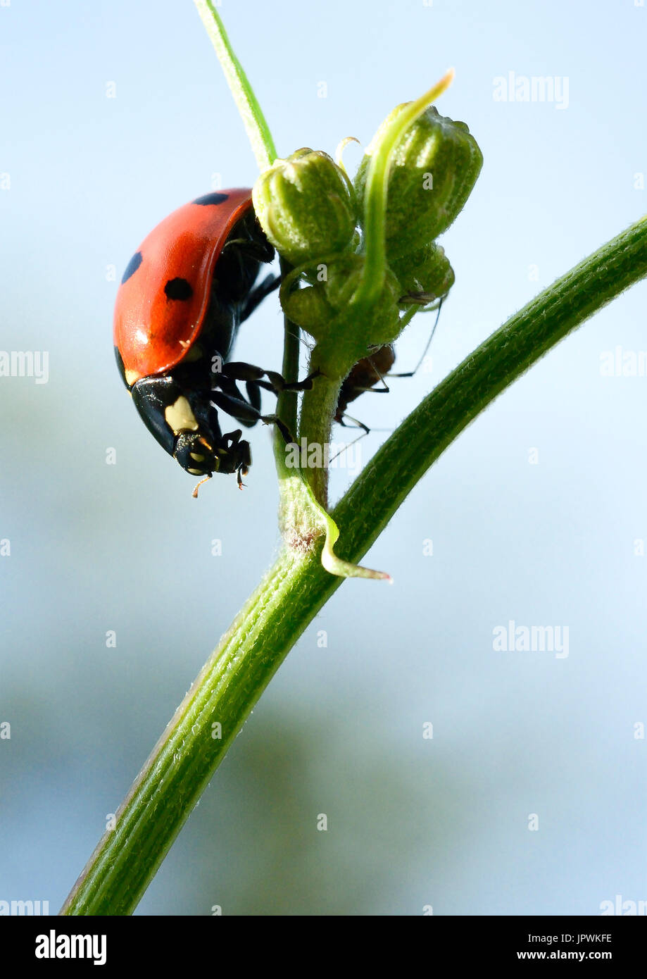 Sevenspotted lady beetle eating an aphid France Stock Photo Alamy