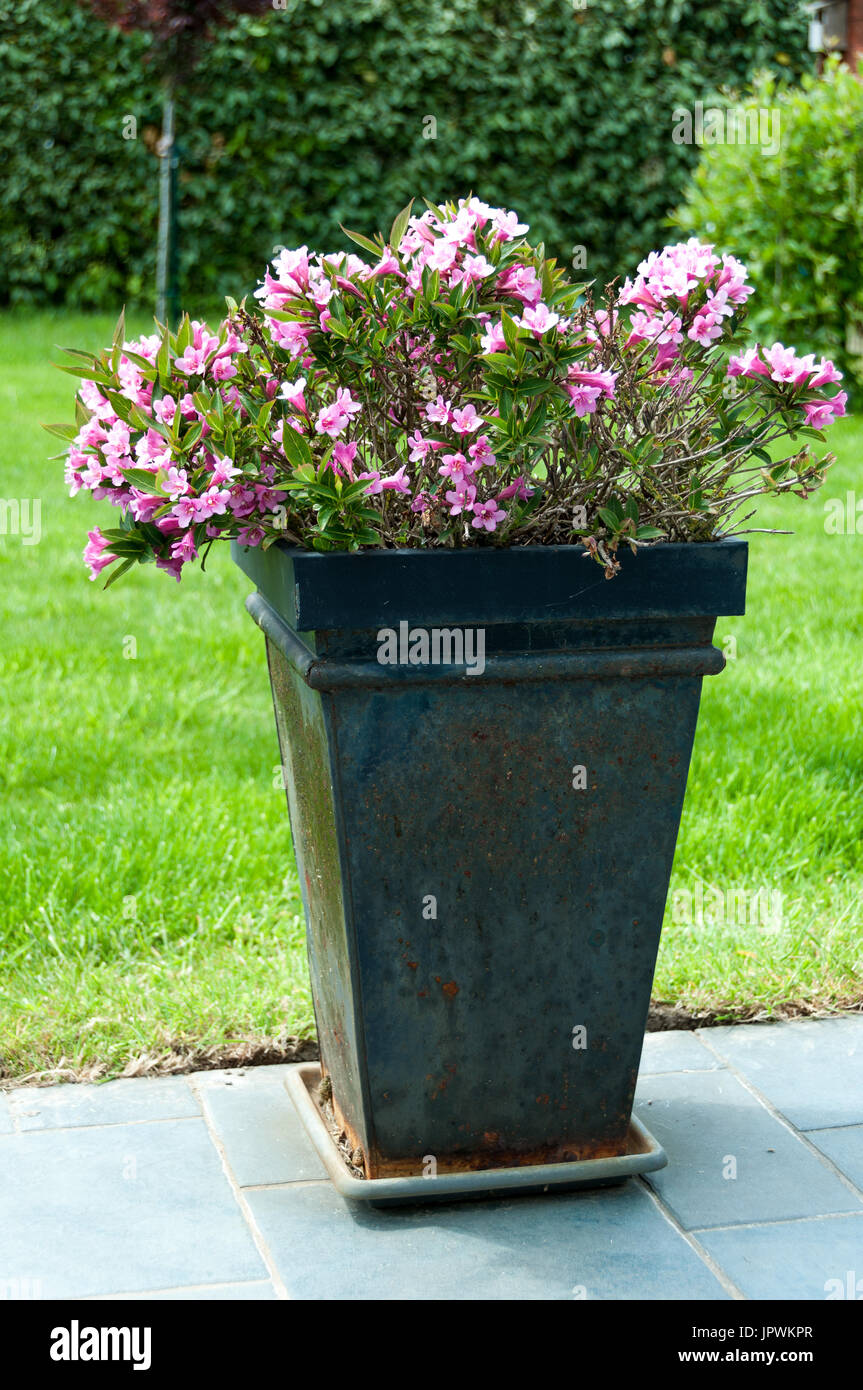 Shrub in a pot hi-res stock photography and images - Alamy