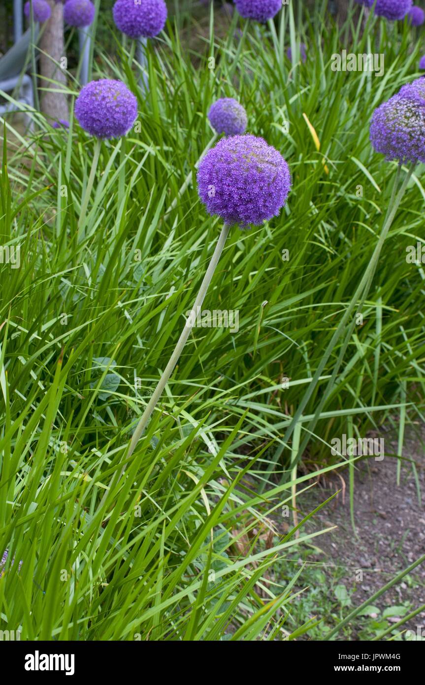 Ornamental onions in bloom in a garden Stock Photo Alamy